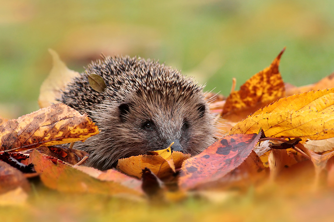 Autumn Hedgehog